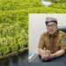 Tak Sekadar Menanam, Bapperida Pastikan Mangrove Kaltara Punya Nilai Jual